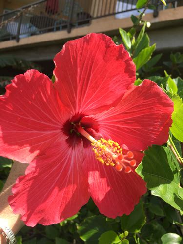 黃色扶桑花|袁晓辉 Rita : 朱槿 Hibiscus (芙蓉/扶桑/大紅花)